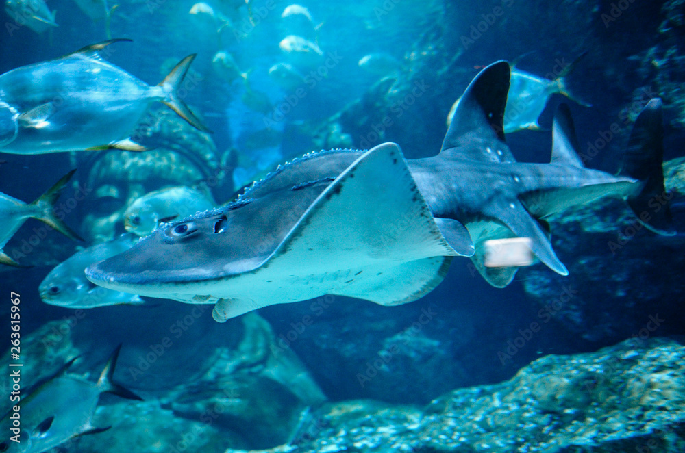 Fototapeta premium Under the sea in Thailand