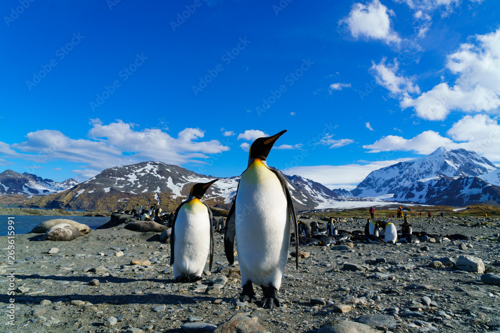 Fototapeta premium キングペンギン サウスジョージア島