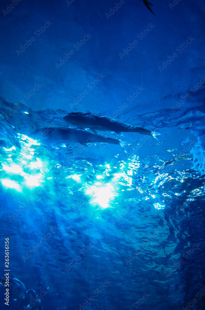 Under the sea in Thailand