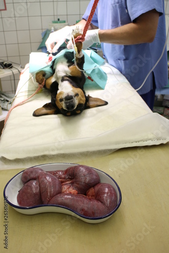 Bitch with pyometra in anesthesia on operating table