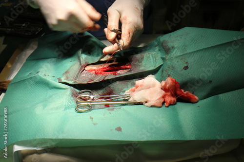 Bitch with pyometra in anesthesia on operating table photo