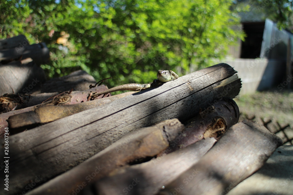 European wall lizard – Podarcis muralis European wall lizard – Podarcis muralis