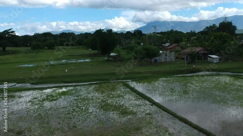 Carabao in Rice Paddies, San Marcelino, Philippines photo