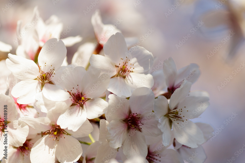 Blooming Tree in Spring. Blooming Buds and Flowers on a Tree Branch. Blooming Tree in Spring. Blooming Buds and Flowers on a Tree Branch.