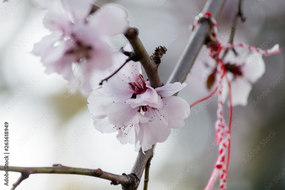 Blooming Tree in Spring. Blooming Buds and Flowers on a Tree Branch. Blooming Tree in Spring. Blooming Buds and Flowers on a Tree Branch.