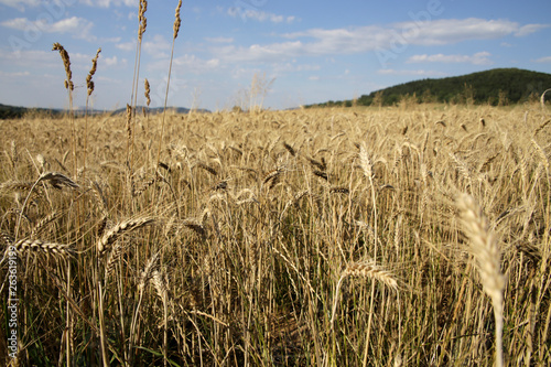 Cereals - field of rye (Secale cereale) photo