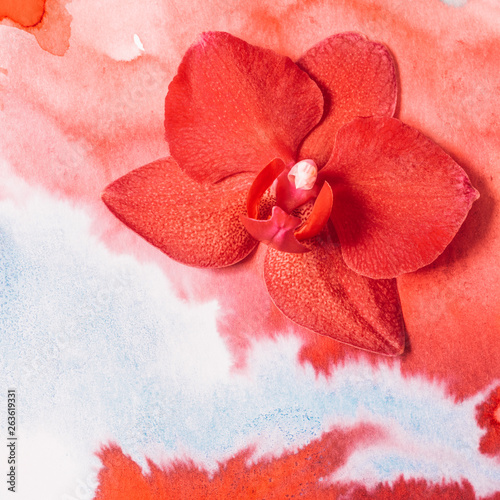 Beautiful orchid flower on abstract watercolour background. Top view.