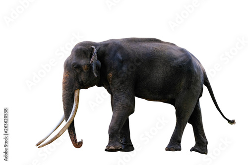 Photography Full body of asian elephant isolated on white background