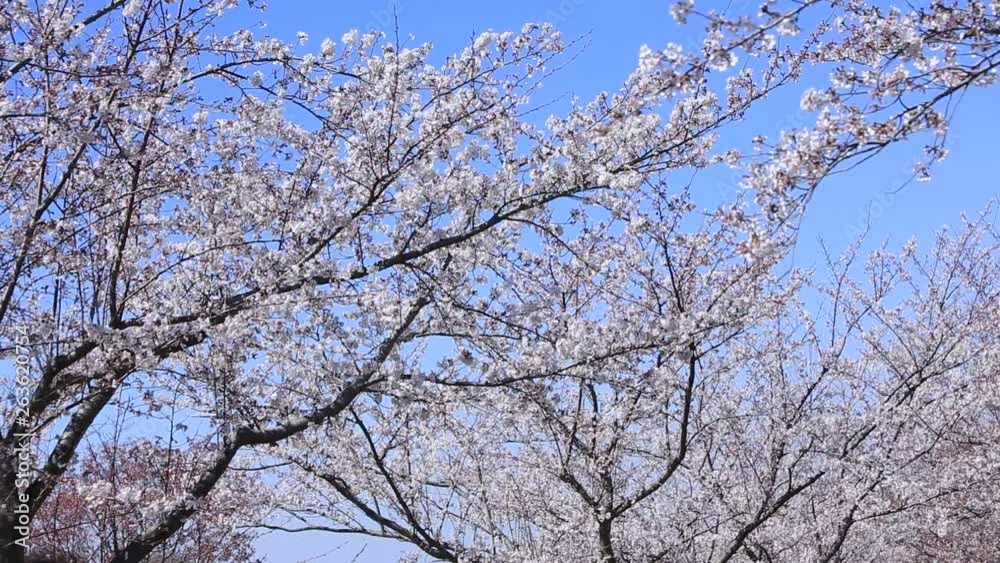 An airplane approaching a cherry tree An airplane approaching a cherry tree