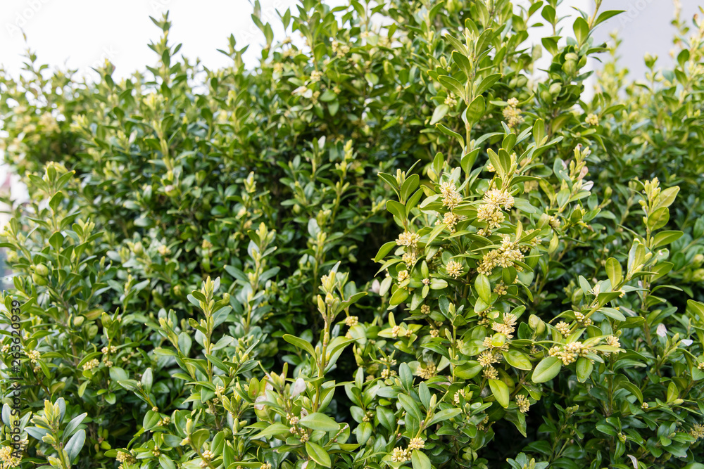 Yellow flowers on buxus twigs. Yellow flowers on buxus twigs.