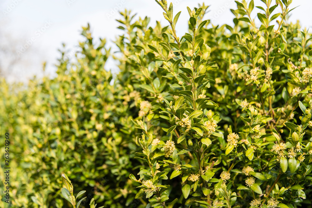 Yellow flowers on buxus twigs. Yellow flowers on buxus twigs.