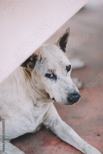 Poor skinny homeless dog