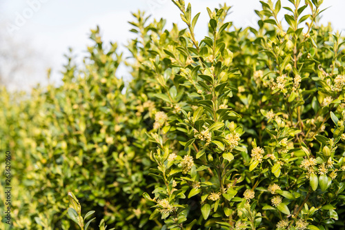 Yellow flowers on buxus twigs.