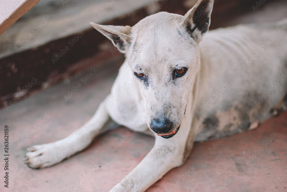 Poor skinny homeless dog