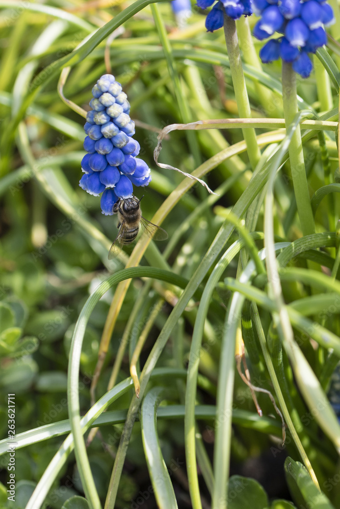 Muscari - blue grape flowers on a green stem in nature and a bee pollinating a flower. Muscari - blue grape flowers on a green stem in nature and a bee pollinating a flower.