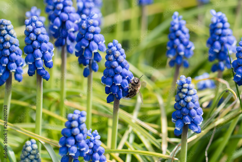 Muscari - blue grape flowers on a green stem in nature and a bee pollinating a flower. Muscari - blue grape flowers on a green stem in nature and a bee pollinating a flower.