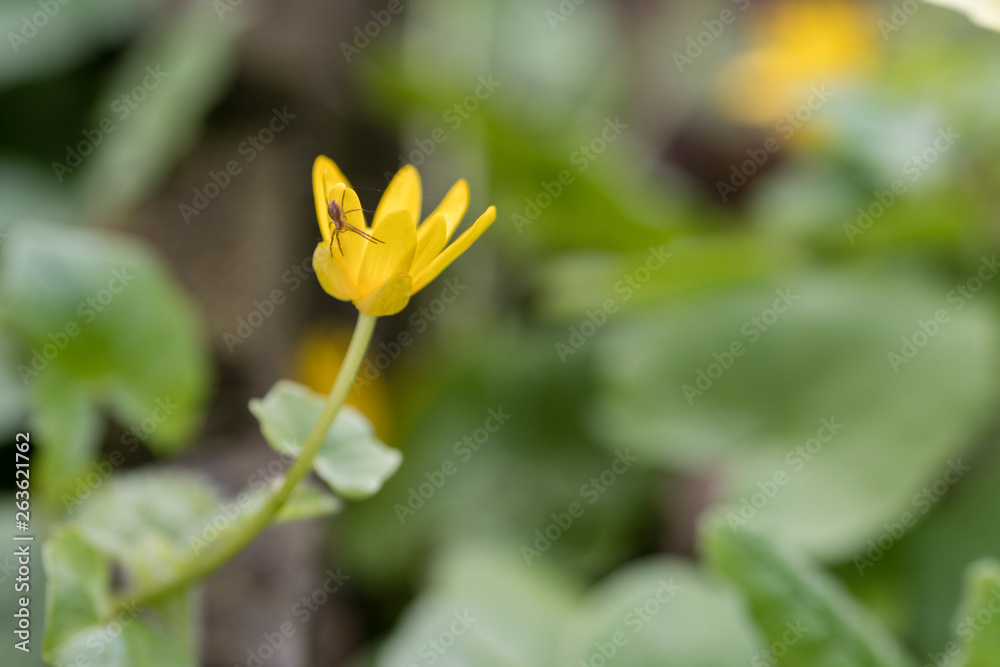 Lurking little spider on yellow flower.
