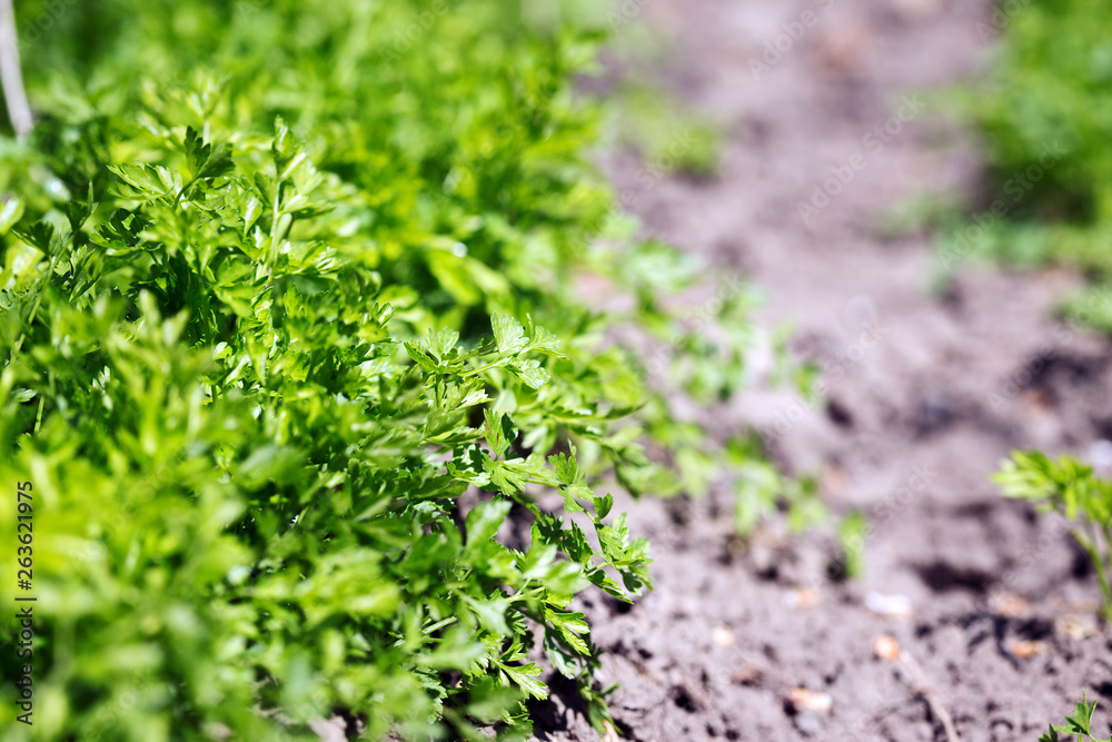 Obraz premium spring and parsley in the garden