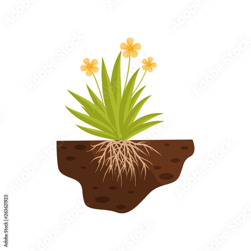 Yellow flower with roots in the ground. Vector illustration.