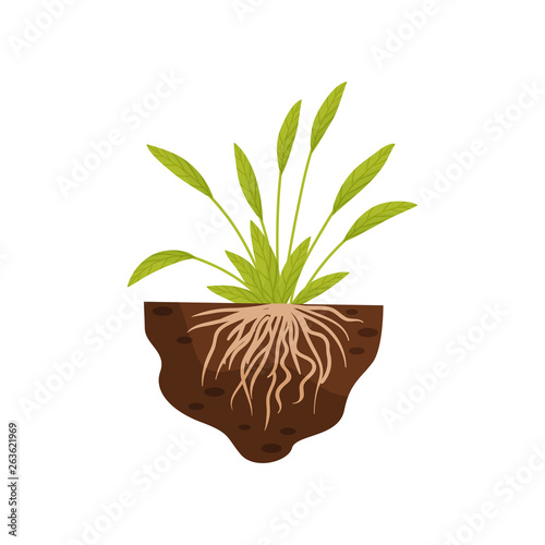 Plant with broad leaves and fine roots. Vector illustration.