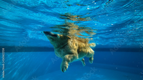 Golden Retriever (Dog) Exercises in Swimming Pool