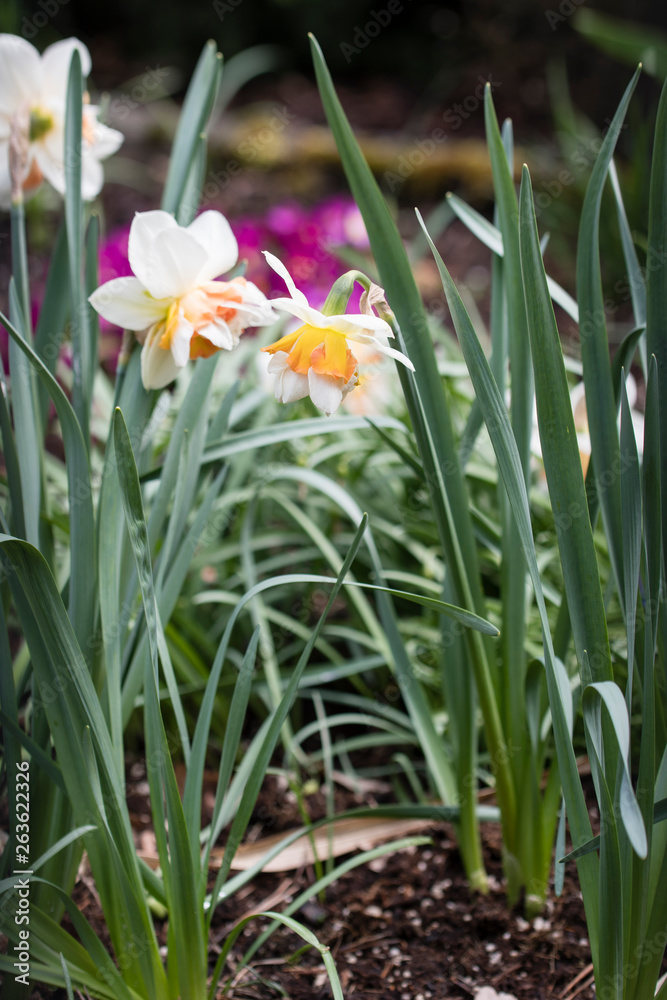 Daffodil - white flowers in the garden. Daffodil - white flowers in the garden.