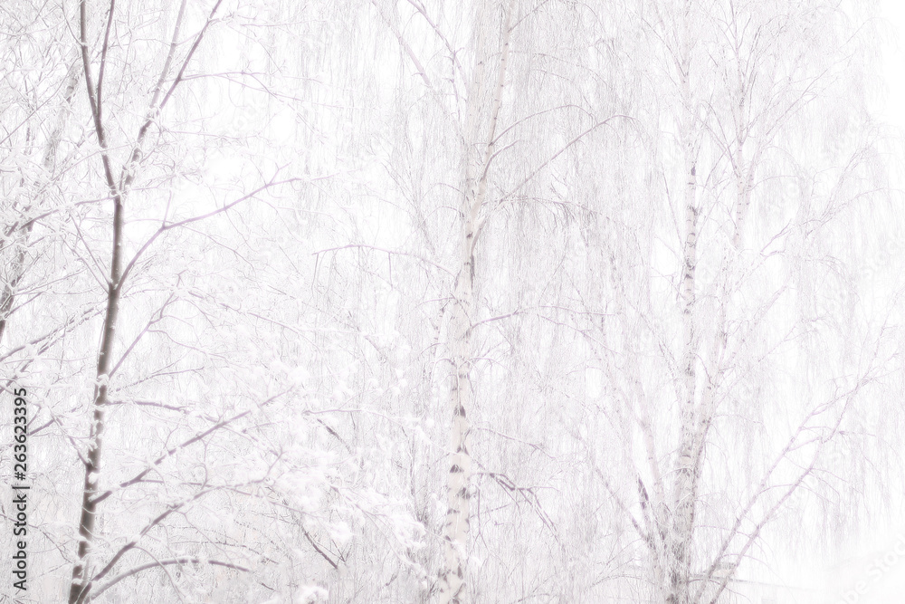 brown bare tree trunk with lots of curly beautiful long branches covered with frost brown bare tree trunk with lots of curly beautiful long branches covered with frost