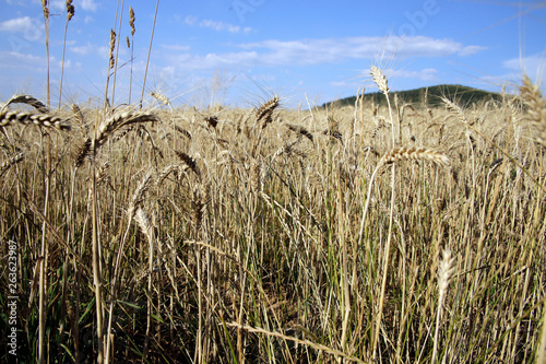 Cereals - field of rye (Secale cereale) photo