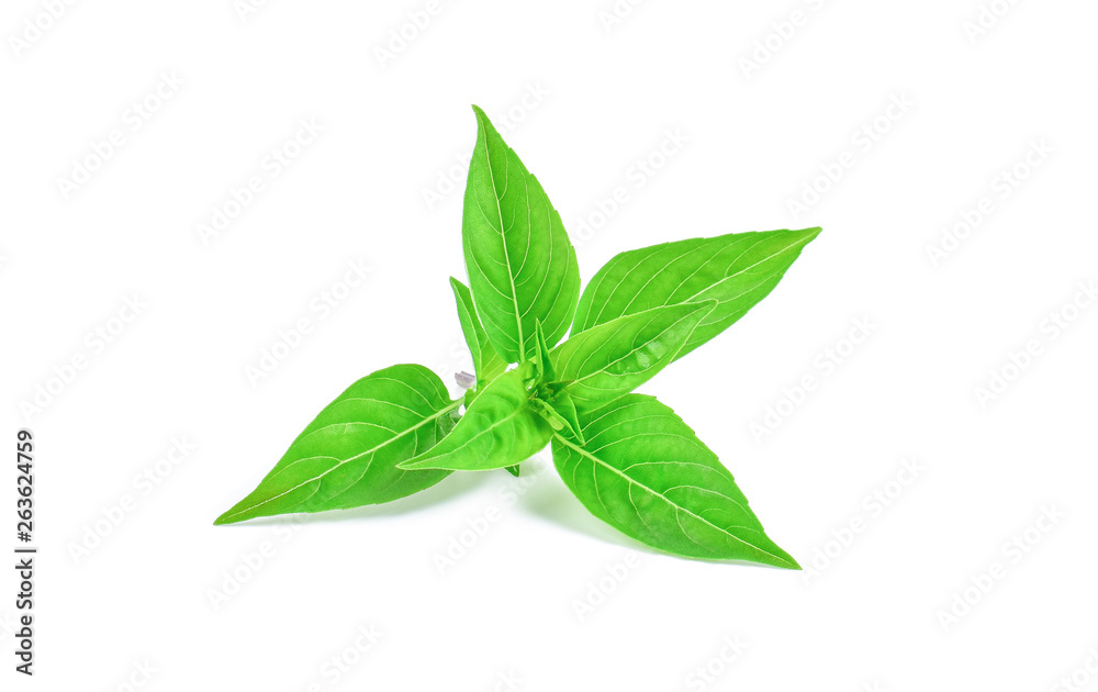 Fresh basil leaf isolated on white background.