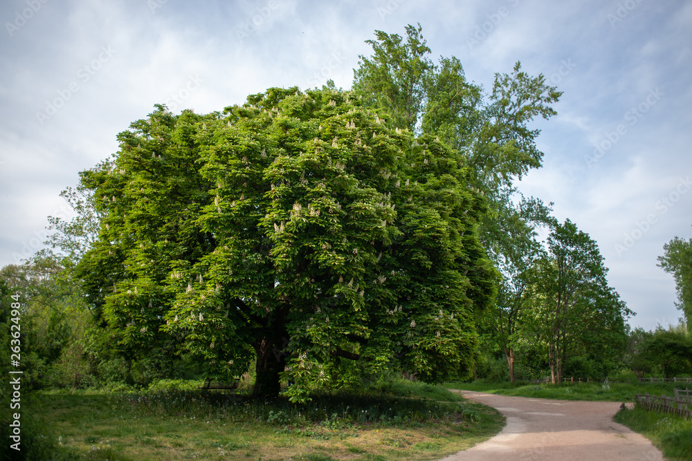 Chestnut tree four seasons set: spring afternoon, april Chestnut tree four seasons set: spring afternoon, april