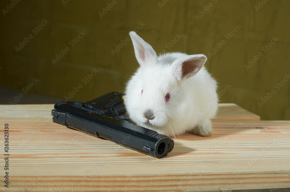 Obraz premium White rabbit with gun