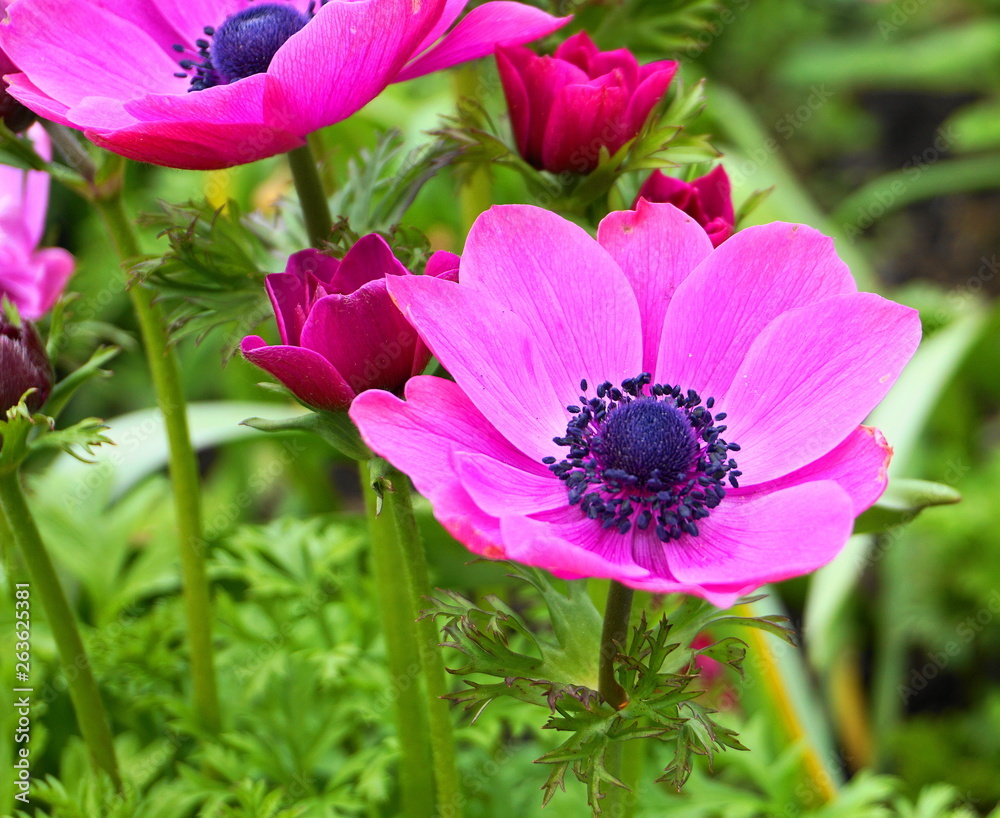 Showy and bright Purple Anemone Coronaria flower on colorful background. Showy and bright Purple Anemone Coronaria flower on colorful background.