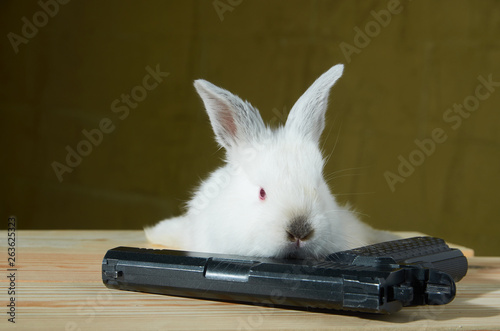 White rabbit with gun