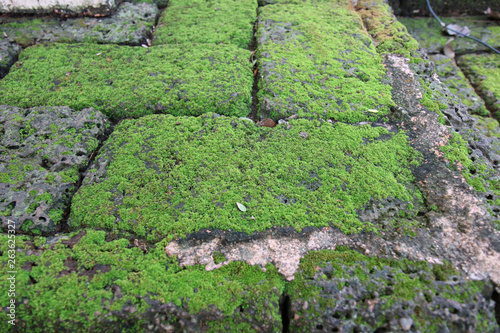 Bright Green moss on a gray brick wall