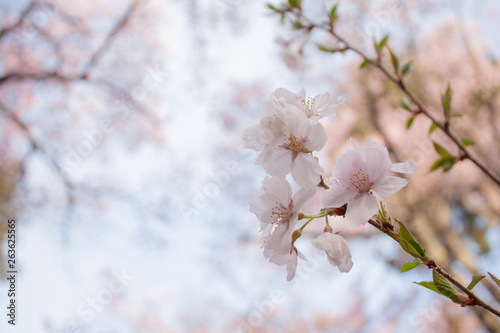 長野の桜３ © regolith