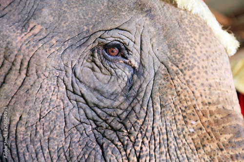 Thailand elephant