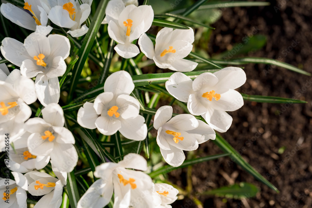 Obraz premium White crocuses. The first spring flowers