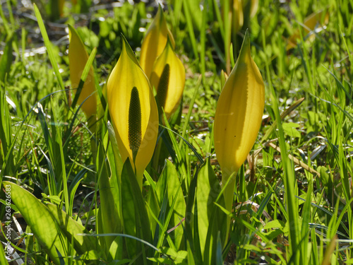 Western skunk cabbage found in bog or swamp with skunky odor (Lysichiton americanus) photo