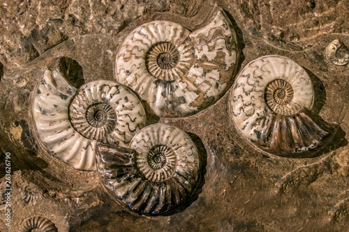 The prehistoric fossil group of Asteroceras stellare, True Star Ammonite.