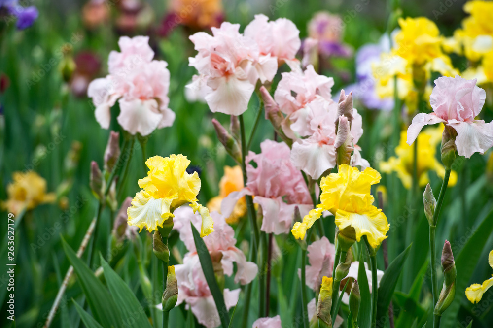 Colorful irises in the garden, perennial garden. Gardening. Bearded iris. Colorful irises in the garden, perennial garden. Gardening. Bearded iris.