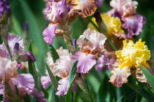  Colorful irises in the garden, perennial garden. Gardening. Bearded iris.