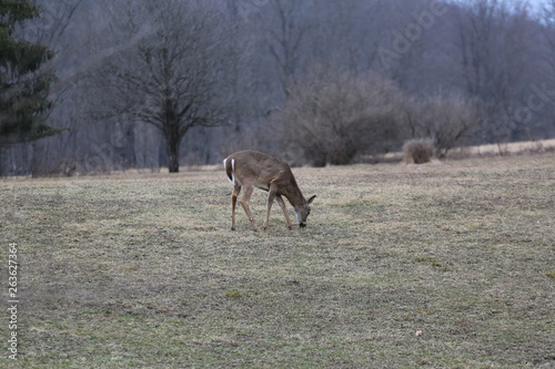 deer eat
