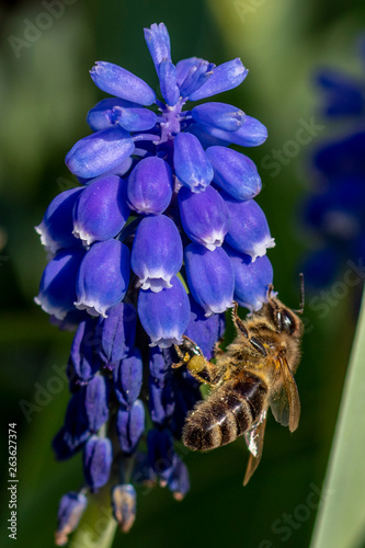 bee an a purple flower