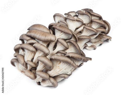 Pile of fresh raw oyster mushrooms