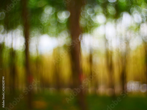 bokeh sunlight in the forest background © amonphan