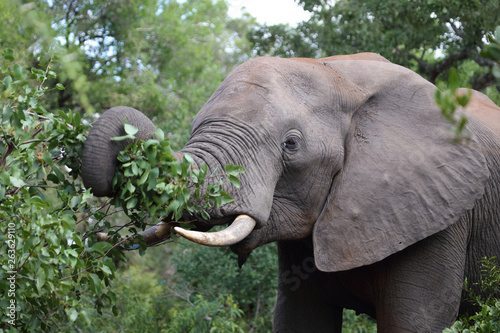 Afrikanischer Elefant   African elephant   Loxodonta africana