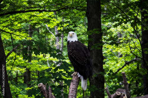 EAGLE STARE