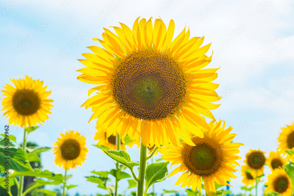 Sunflowers blooming  on blue sky background ,fresh & daylight summer concept.