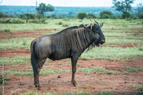 Blue wildebeest in Kruger National Park  South Africa