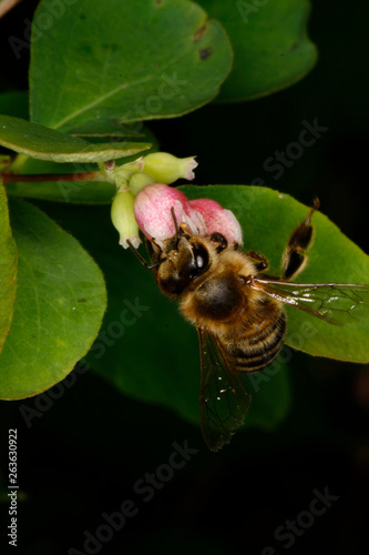 A Honeybee on a blossom of the snow-berry (Syphoricarpos albus var. laevigatus) photo